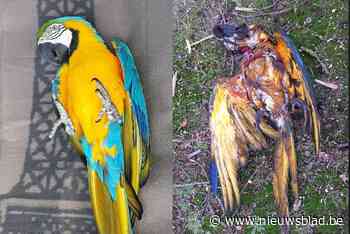 Man die Rambo doodschoot heeft al geen jachtvergunning meer