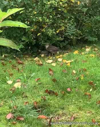 Staring Death in the Face: An Encounter with a Sparrowhawk