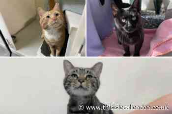 See the RSPCA London Cats looking for their forever homes