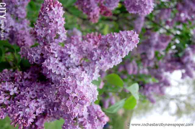 Rochester's Lilac Festival will return in 2022 with three-weekend format