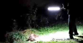 Zapfendorf: Video zeigt aufregende Begegnung mit Biber im Landkreis Bamberg - inFranken.de