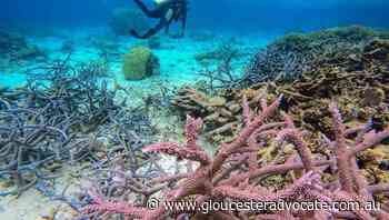Coral breeding may hasten reef adaptation - Gloucester Advocate