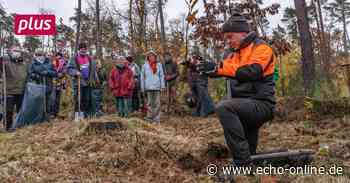 Griesheim wettet gegen die Engerlinge - Echo Online