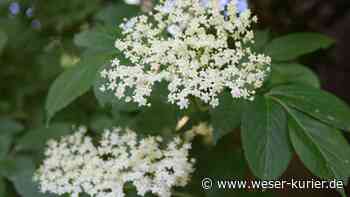 Baum-Bestellaktion für Artenvielfalt in der Gemeinde Lilienthal - WESER-KURIER - WESER-KURIER