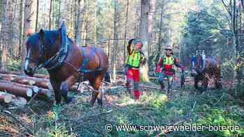 Pferde statt Forstmaschinen : So schonen Toni und Theo den Althengstetter Wald