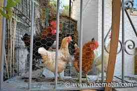 Chant du coq, aboiements : comment gérer ces troubles de voisinage en 5 étapes