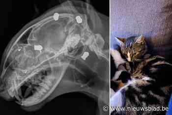 Dierenbeul jaagt zeven kogels in hoofd van kater Momo: “Hoe kun je dit een jonge poes aandoen?”