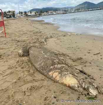 On en sait plus sur le mystérieux animal marin de 5 mètres découvert sur une plage à Cogolin
