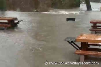 VIDEO: Goldstream salmon swim beside picnic tables amid surging stormwaters – Comox Valley Record - Comox Valley Record