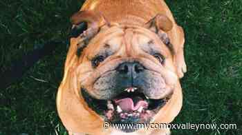 Comox Valley Regional District dog licenses now available for 2022 - My Comox Valley Now