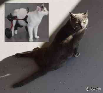 Wendy Lammens van Zwerfkatjes Veurne wil speciale rolstoel voor verlamd katje Marie-Lou - KW.be - KW.be
