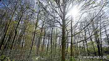 Kita bauen oder Wald erhalten? Noch stehen Bäume in Essen - Westdeutsche Allgemeine Zeitung