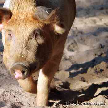 Essen: Diskussion über Schweineskulptur am Bahnhof Altenessen - Radio Essen