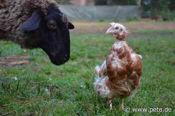 Sollte man Eier von geretteten Hühnern aus dem Garten essen? - PETA Deutschland e.V.