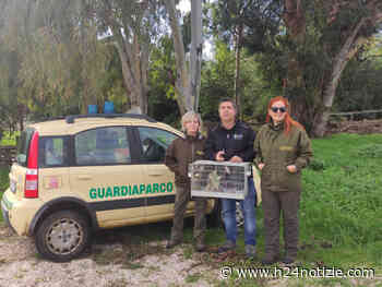 Uccelli detenuti illegalmente, sequestro a Minturno - h24 notizie - portale indipendente di news dalla provincia - h24 notizie