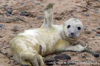 Heat-seeking technology gives better picture of seal pup numbers - Dudley News