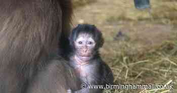 Double trouble as baby monkeys born at Dudley Zoo on the same day - Birmingham Live