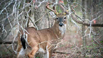Coronavirus found in Oklahoma white-tailed deer - KTUL