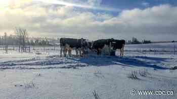Sask. snow brings end to cattle grazing season after tough year marked by drought