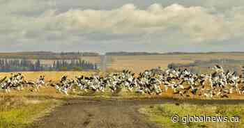 Over 100 breasted waterfowl illegally dumped near Swift Current, Sask. - Globalnews.ca