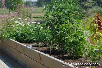 Alberta Yield: The SOLFood Project delivering food health to Calgary's vulnerable - LiveWire Calgary