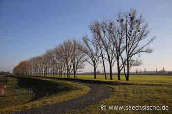 Riesa: Darum bleibt die Pappelallee bei Lorenzkirch stehen - Sächsische.de