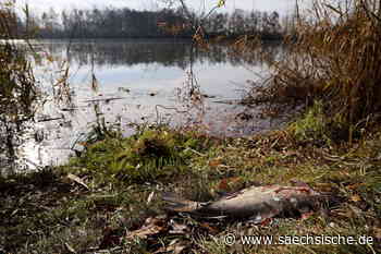 Riesa: Fischsterben am Hahnefelder Speicher - Sächsische.de