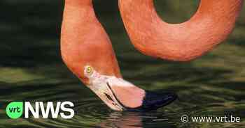 Ophokplicht in ZOO Antwerpen: "Ook flamingo's moeten vanaf morgen binnenblijven" - VRT NWS
