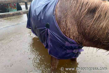 BC STORM: Chilliwack horse owners scramble to move animals as rain water floods paddocks – Chilliwack Progress - Chilliwack Progress