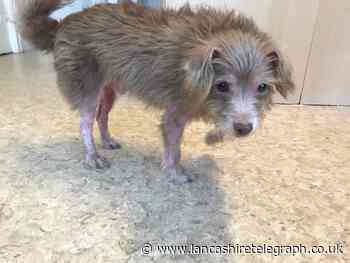 Man who abandoned two scabby, smelly chihuahuas outside Asda banned from keeping dogs