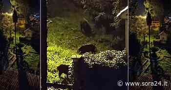 SORA – Cinghiali in convento. Gli animali immortalati nel giardino dei “Passionisti” - Sora24