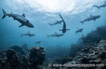 Almost 20 Million Years Ago, Sharks Nearly Went Extinct — Nobody Knows Why