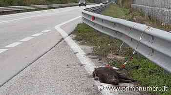 Cinghiale sulla Tangenziale di Termoli, la carcassa è ancora sulla piazzola di sosta - Primonumero