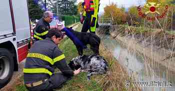 Roveredo in Piano, soccorsi due cani finiti nel canale - Il Friuli
