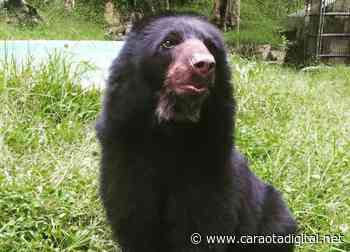 MÉRIDA | Kika perdió su cría, fracasó reproducción del oso frontino - Caraota Digital