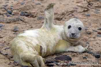 Heat-seeking technology gives better picture of seal pup numbers - St Helens Star