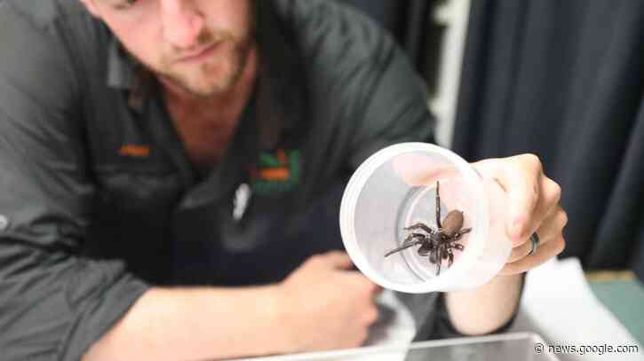 'Megaspider' is biggest of its kind we've ever seen, Australian reptile park says - KSL.com