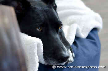 Emergency boarding, hotline launched for animals evacuated in B.C. floods - Vanderhoof Omineca Express