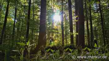 Jagdpächter wehren sich gegen Memminger Forstamtleiter - Merkur Online