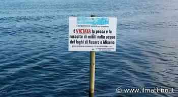Bacoli: pescavano cozze nel lago Fusaro, sette sub denunciati dai carabinieri - Il Mattino
