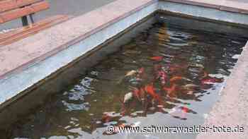 Fische im Stammheimer Brunnen: Wo kommen die denn her? Und bleiben die jetzt da?