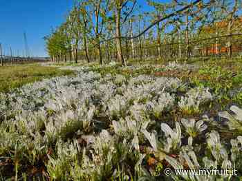 Frutticoltura: a Modena manca la manodopera specializzata - Myfruit.it