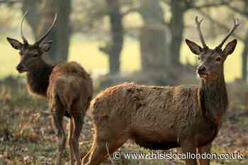 Epping Forest drivers told to slow down as deer get run over
