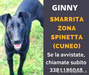 A Cuneo, in frazione Spinetta, si cerca Ginny, scappata stamattina - TargatoCn.it