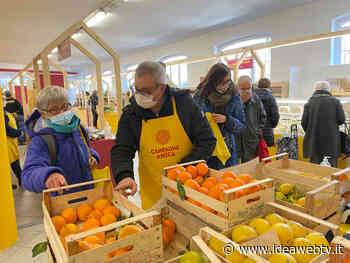 Tornano a Cuneo gli agrumi bio al mercato di Campagna Amica - IdeaWebTv