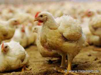 Geflügelwirtschaft hofft auf Impfstoff gegen Geflügelpest - TAGEBLATT: Nachrichten aus Stade, Buxtehude und der Region - Tageblatt-online