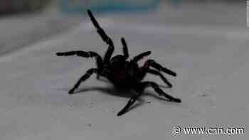 Meet Australia's 'Megaspider,' capable of piercing human fingernails