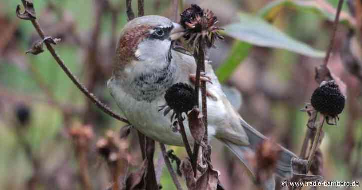 Studie: 600 Millionen Brutvögel in der EU verschwunden