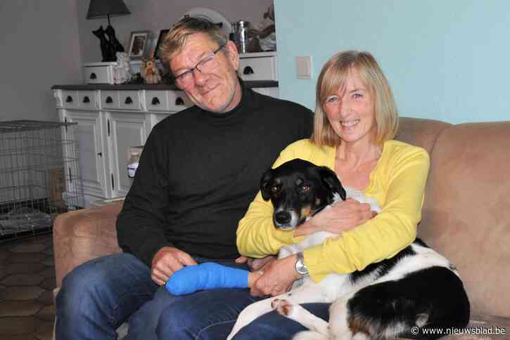 Hond Bieke is weer thuis bij haar baasjes Patrick en Marianne, nadat ze op de vlucht was geslagen na ongeval: “Mijn auto is total loss, maar dat is bijzaak”
