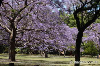Buenos Aires ya tiene miles de jacarandás en flor - Diario Z